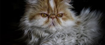 Il gatto persiano: un principe con un lungo mantello