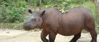 Una speranza di sopravvivenza per il rinoceronte di Sumatra