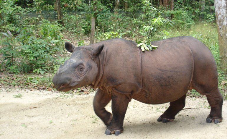 Una speranza di sopravvivenza per il rinoceronte di Sumatra