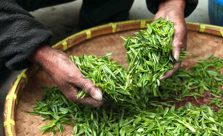 Il tè è resiliente, sostenibile e sano dal campo alla tazza