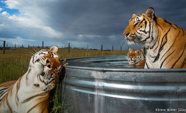 I “Big Cats” di Steve Winter al Siena Awards