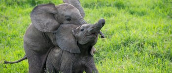 Le scherzose battaglie degli elefanti