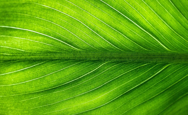 Le piante sono la vita, proteggiamole