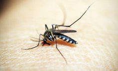 MosquitoAlert, l’App che combatte le zanzare