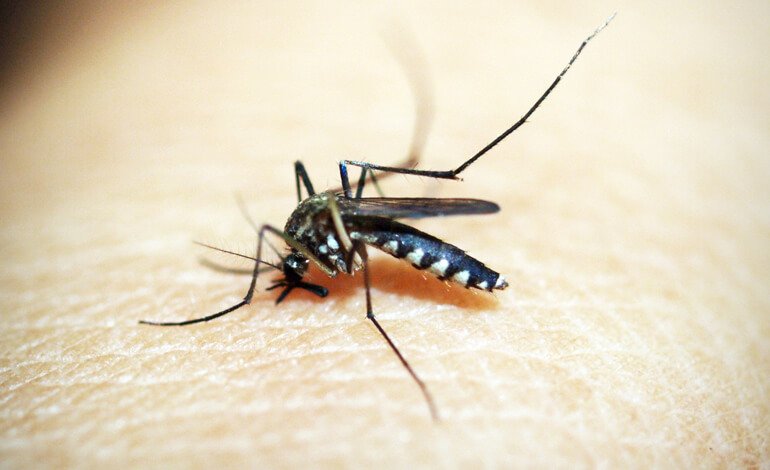 MosquitoAlert, l’App che combatte le zanzare