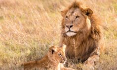 Un passo avanti per la tutela e il rispetto dei leoni sudafricani