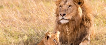 Un passo avanti per la tutela e il rispetto dei leoni sudafricani