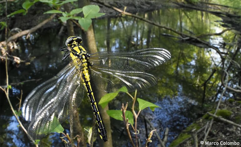 Scomposizione fotografica di una libellula con Marco Colombo