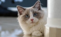 Ragdoll: il gatto d’appartamento affabile e mansueto
