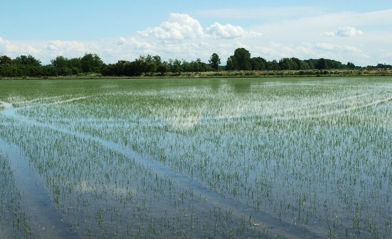 Sostenibilità del riso, chiariti tutti i dubbi