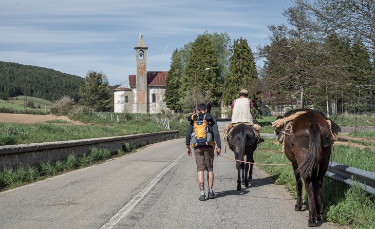 Noi, le mule e l’asina respiriamo l’aria montana della Sila