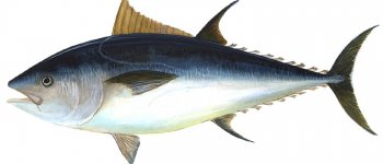 Guida al consumo consapevole di tonno