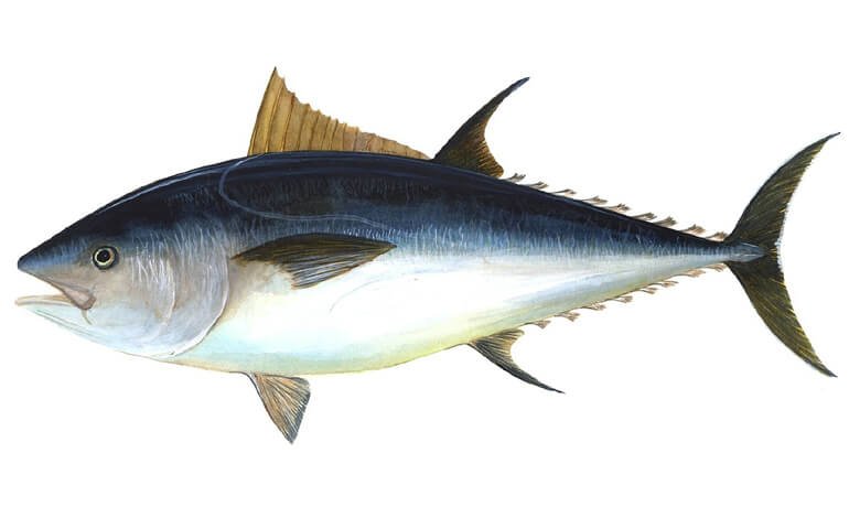 Guida al consumo consapevole di tonno