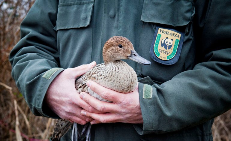 Il progetto SwiPE per il contrasto ai crimini contro la fauna selvatica