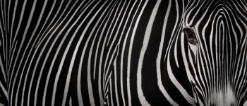 Gli scienziati non sanno perché le zebre sono a strisce