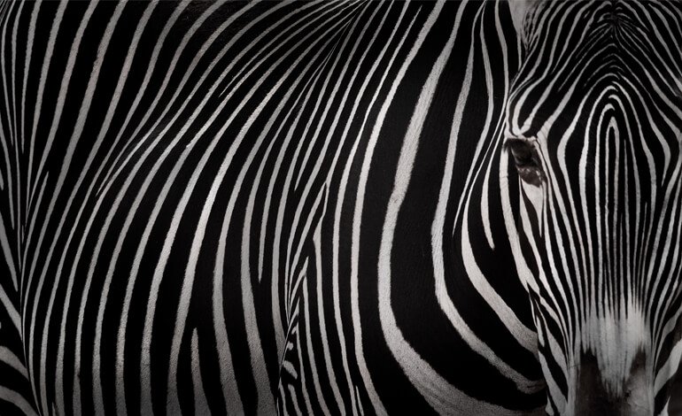 Gli scienziati non sanno perché le zebre sono a strisce