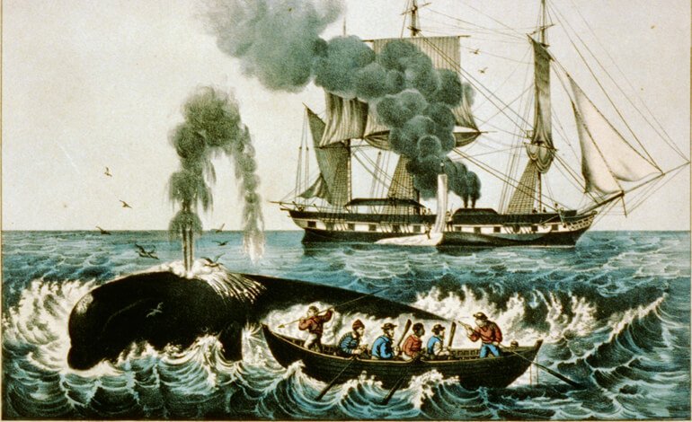 Il senso per la sopravvivenza dei cetacei contro le baleniere