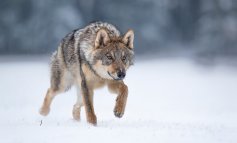 La grande rivincita dei lupi