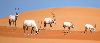 Orice d'Arabia, un viaggio dagli zoo alla salvezza