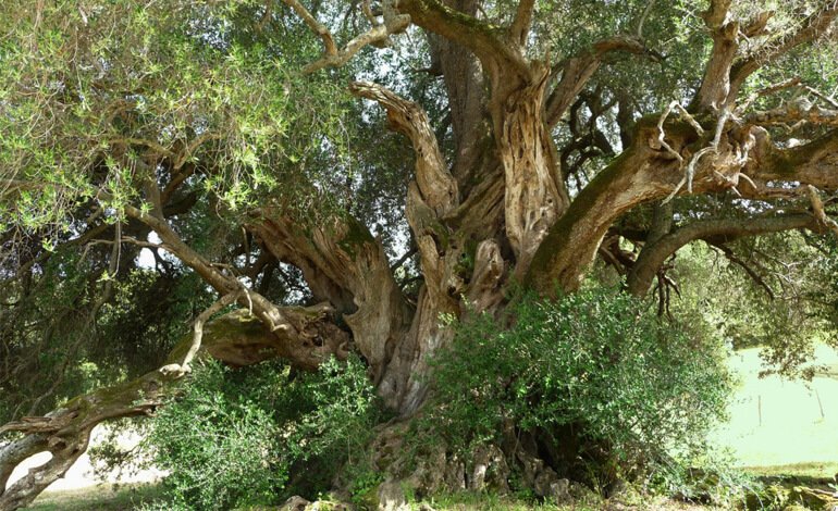 La Triennale di Milano presenta i “Patriarchi della Natura”