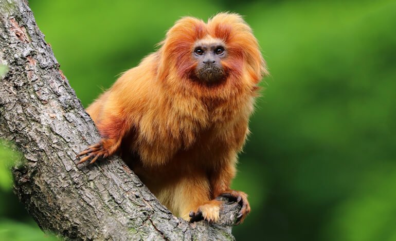 Un ruolo attivo a protezione delle specie più importanti