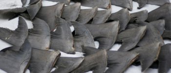 “Stop Finning”, l’Iniziativa dei Cittadini Europei per cercare di salvare gli squali