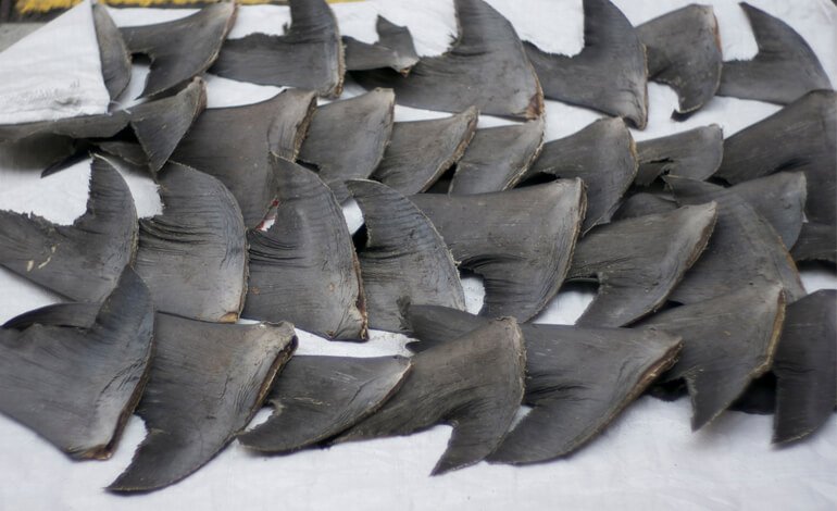 “Stop Finning”, l’Iniziativa dei Cittadini Europei per cercare di salvare gli squali