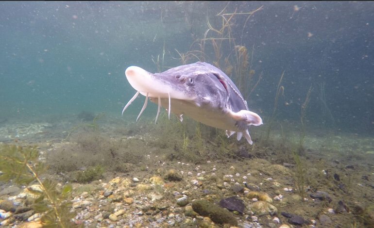 Cresce la biodiversità lungo il corridoio ecologico del Fiume Ticino