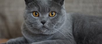 Il gatto certosino: carattere e aspetto del gatto francese dal pelo lucente