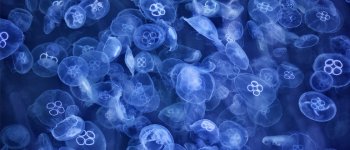 Meduse velenose, le fluttuanti frequentatrici dei nostri mari