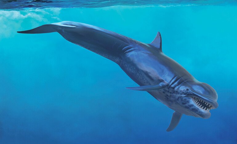 Alla scoperta dei fossili dell’antico Mare Padano