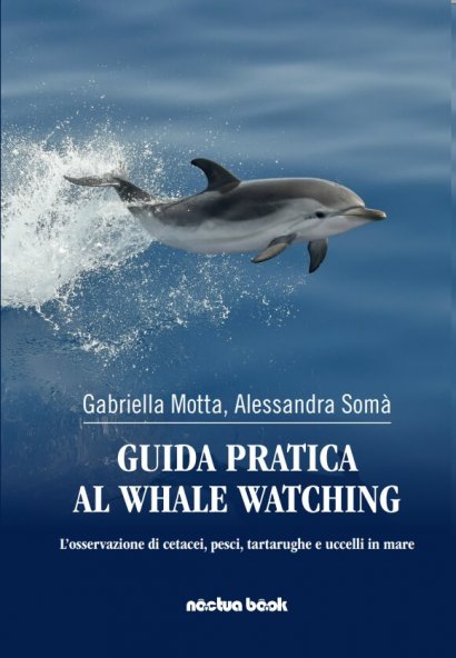 Guida pratica al whale watching