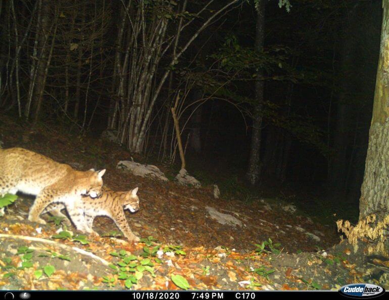 lince lince