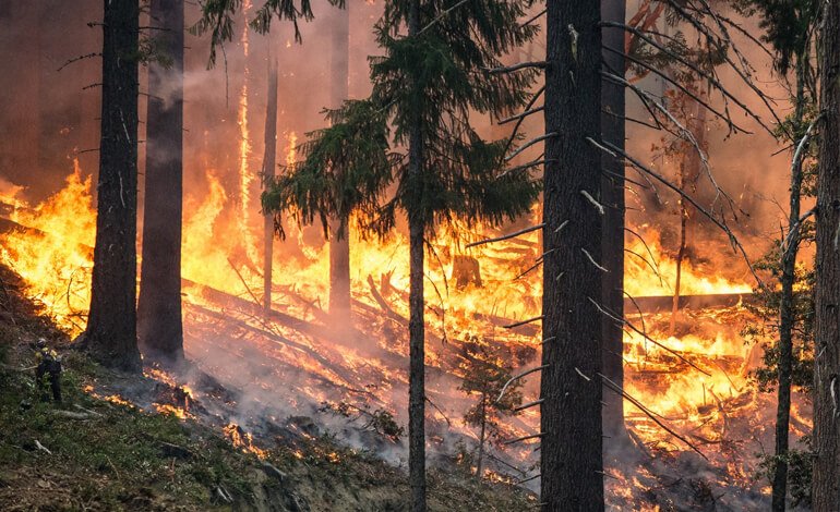 L’apertura della caccia e la fauna provata da siccità e incendi