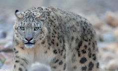 Sulle tracce del leggendario leopardo delle nevi