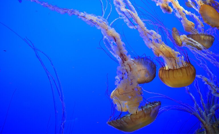 Guardare, ma non toccare