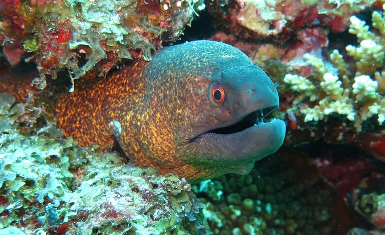 Tutte le piccole insidie che si nascondono nel nostro mare