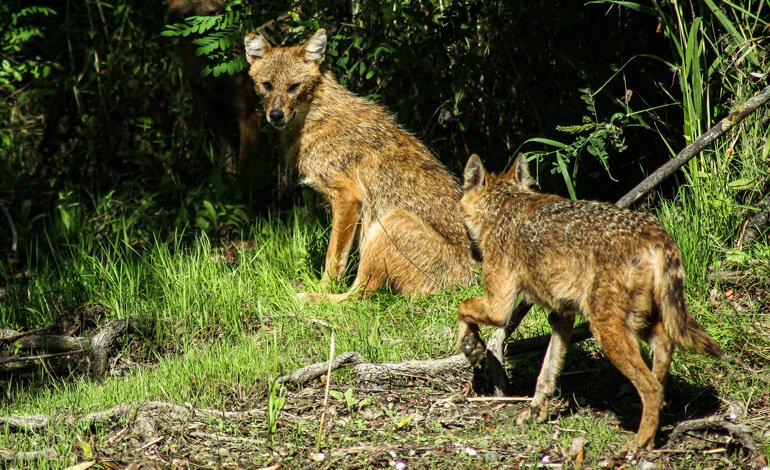 Il ritorno in Europa delle specie selvatiche