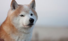 Shiba inu, il cane giapponese che sembra una volpe