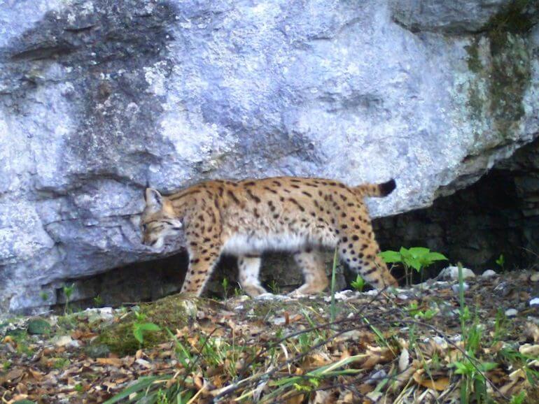 lince lince