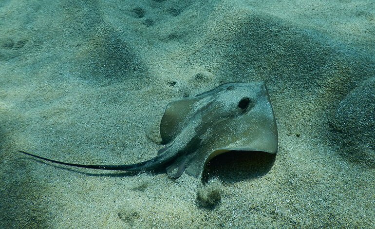 Il pericolo di punture dei pesci nascosti sotto la sabbia