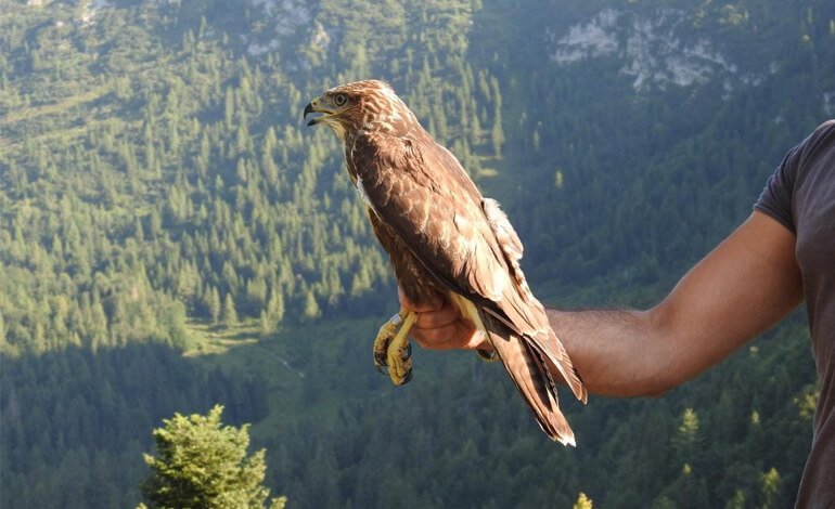 Un osservatorio sulla rotta degli uccelli migratori