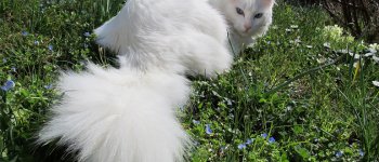 L’angora turco: il gatto del desiderio