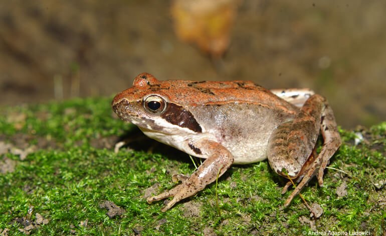 Il 94% delle aree agricole in Europa è contaminato da più di un pesticida
