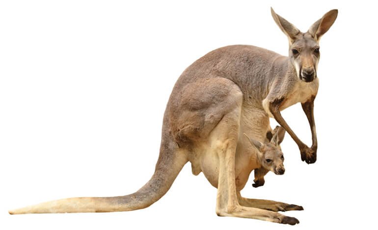 Un marsupio dove diventare grandi