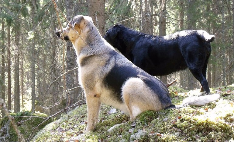 Cani da guardiania e regole di comportamento quando li si incontra