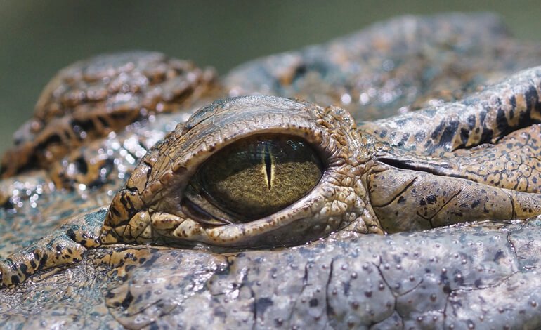 Quando è l’uomo a essere cacciato