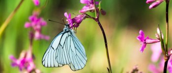 La parola alle farfalle
