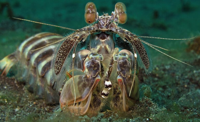 Zampe predatorie a “serramanico”