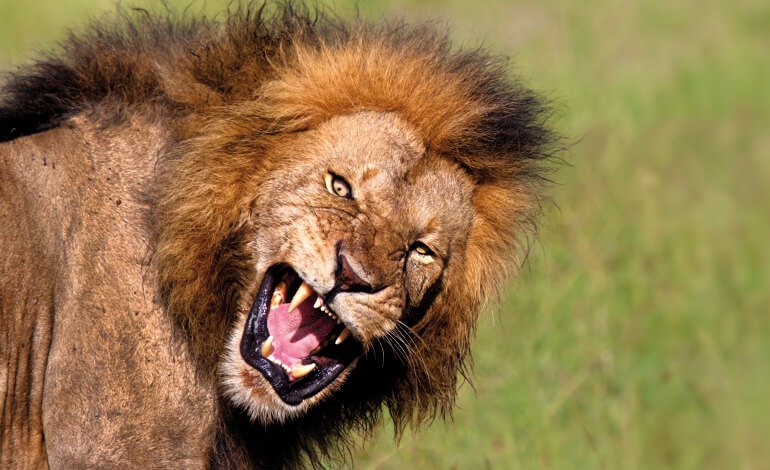 I leoni “mangiatori di uomini”